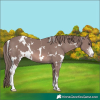 Horse Color:Platinum White Spotted Chestnut Sabino 