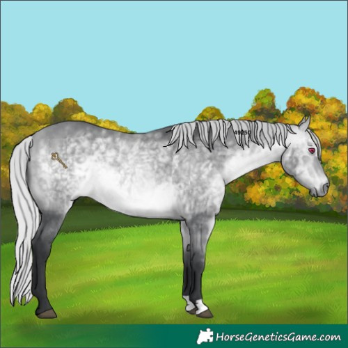 Horse Color:Silver Bay Chinchilla Rabicano