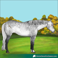 Horse Color:Silver Bay Chinchilla Rabicano 