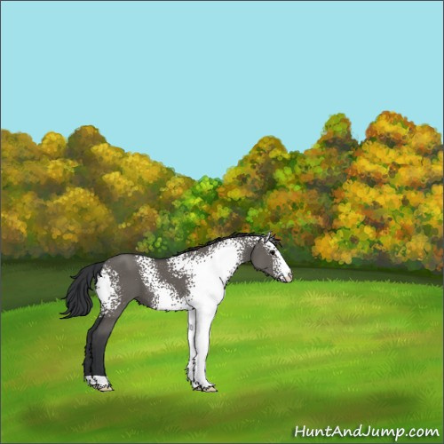 Horse Color:White Spotted Grullo