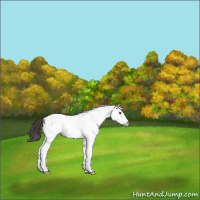 Horse Color:White Spotted Smoky Grullo