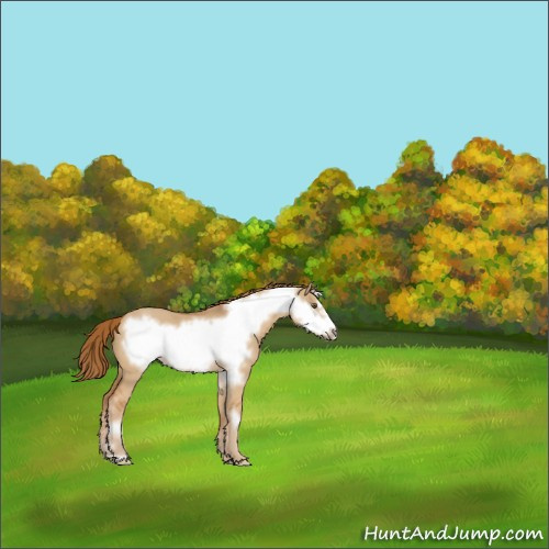 Horse Color:Red Dun Frame