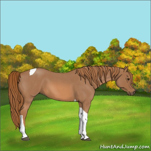 Horse Color:Red Roan Tobiano 