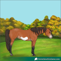 Horse Color:Bay Frame 