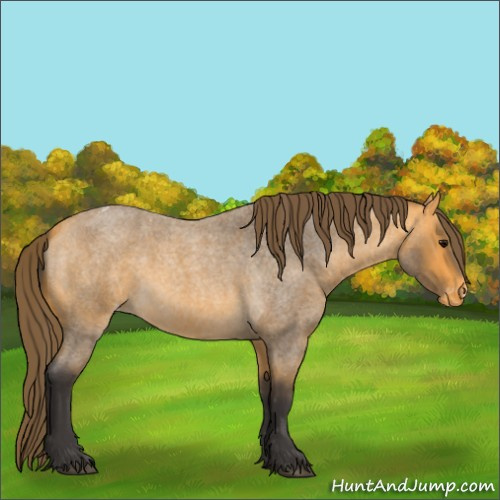 Horse Color:Buckskin Roan Appaloosa 