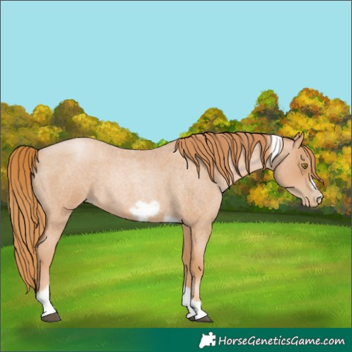 Horse Color:Red Roan Pearl Tobiano Frame 