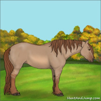 Horse Color:Red Dun Rabicano 