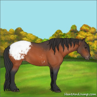 Horse Color:Bay Roan Appaloosa 