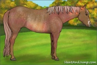 Horse Color:Chocolate Palomino Rabicano 
