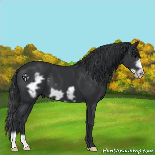 Horse Color:Black Frame 