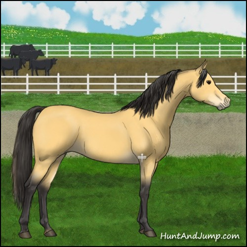 Horse Color:Buckskin 