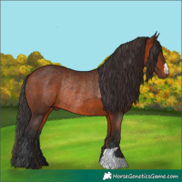 Horse Color:Brown Rabicano  and Bay Rabicano 