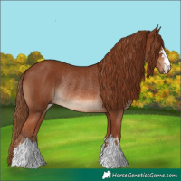 Horse Color:Chestnut Rabicano 