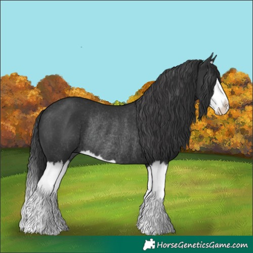 Horse Color:Black Splash Rabicano 