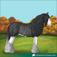 Horse Color:Black Splash Rabicano 