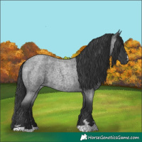 Horse Color:Blue Roan Rabicano