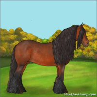 Horse Color:Bay Rabicano 