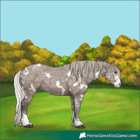 Horse Color:White Spotted Silver Grullo Ice Sabino 