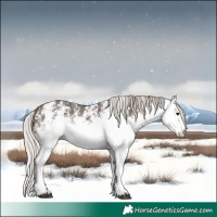 Horse Color:White Spotted Silver Black 