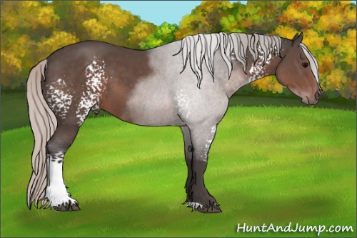 Horse Color:White Spotted Silver Black 