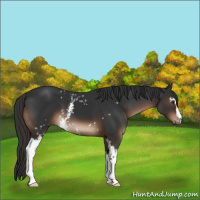 Horse Color:White Spotted Liver Chestnut 