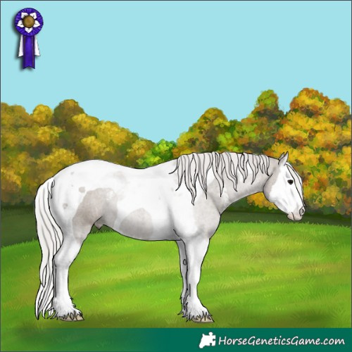 Horse Color:Silver Grullo Sabino Splash Tobiano 