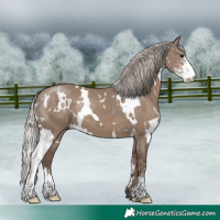 Horse Color:White Spotted Silver Grullo Sabino