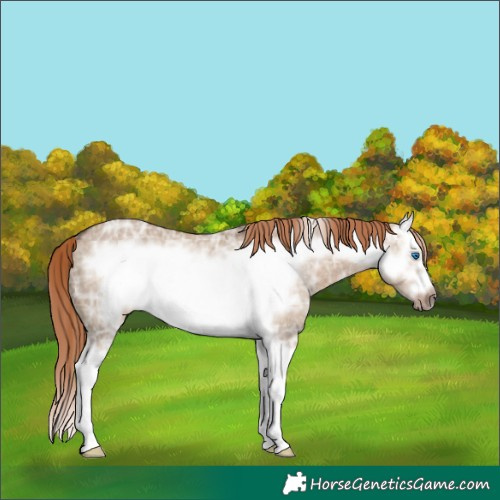 Horse Color:Liver Red Dun Ice Splash Frame 
