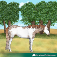 Horse Color:Liver Red Dun Ice Splash Frame