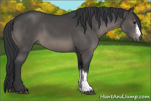 Horse Color:Black 