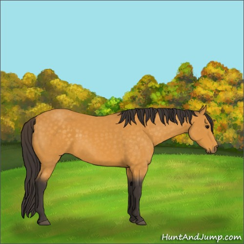 Horse Color:Buckskin