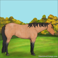 Horse Color:Bay Roan 