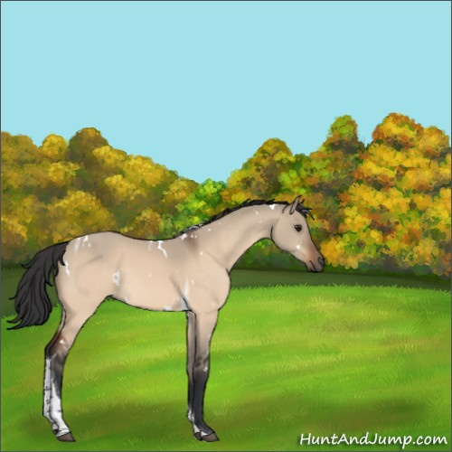 Horse Color:White Spotted Bay Dun Tobiano Rabicano 