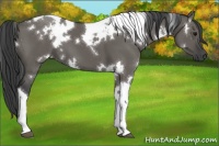 Horse Color:White Spotted Grullo Tobiano 