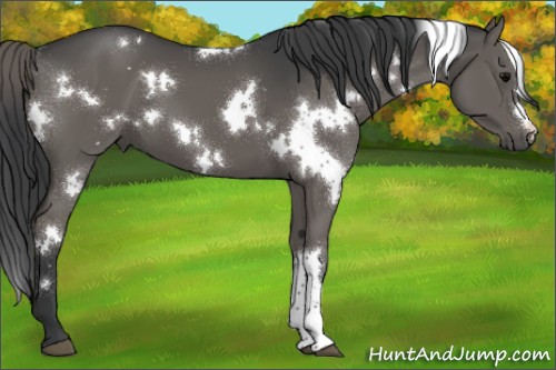 Horse Color:White Spotted Grullo 