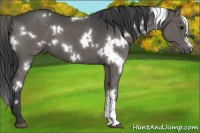 Horse Color:White Spotted Grullo 