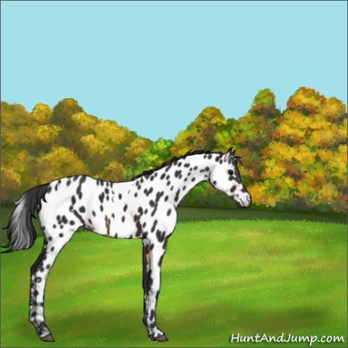 Horse Color:White Spotted Brown Near Leopard Rabicano