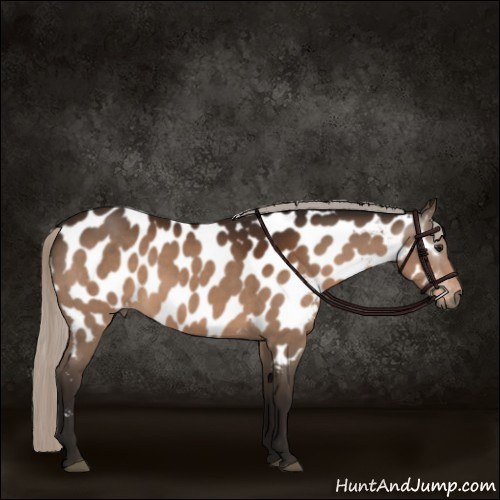 Horse Color:Gray Silver Bay Appaloosa