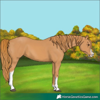 Horse Color:Chestnut Splash Tobiano 