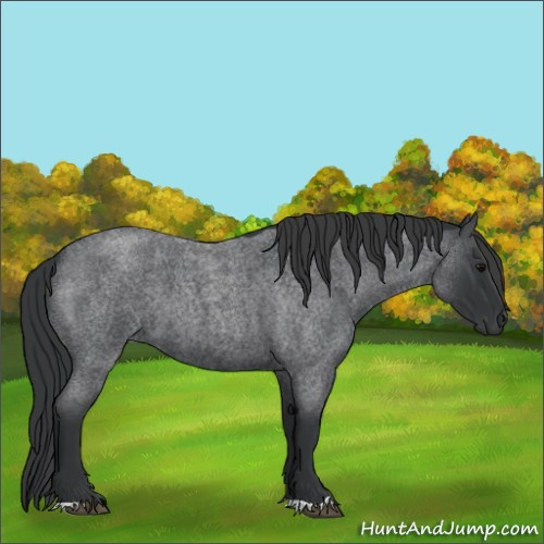 Horse Color:Blue Roan 