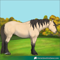 Horse Color:Buckskin 
