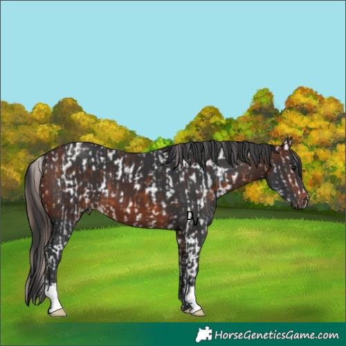 Horse Color:Bay Splash Near Leopard  and Brown 