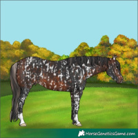 Horse Color:Bay Splash Appaloosa  and Brown 