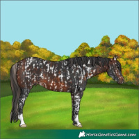 Horse Color:Bay Splash Appaloosa  and Brown 