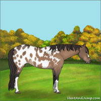 Horse Color:Brown Dun Appaloosa 