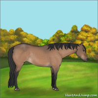 Horse Color:Brown Dun Rabicano 