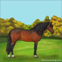 Horse Color:Bay Sabino 