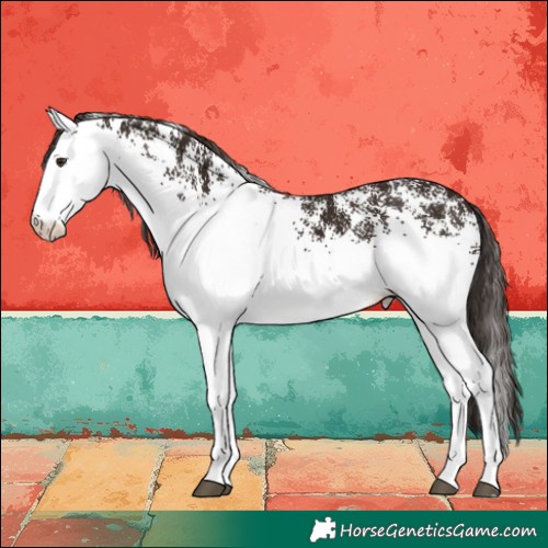 Horse Color:White Spotted Liver Chestnut 