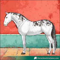 Horse Color:White Spotted Liver Chestnut 