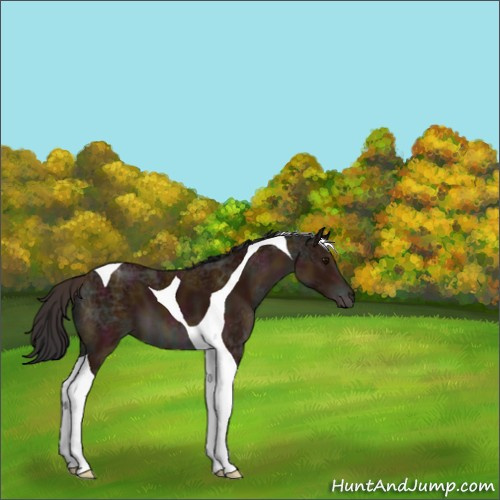 Horse Color:Midnight Bay Ice Tobiano Appaloosa 
